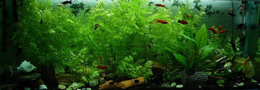 piękne akwarium pełne roślin i ryb