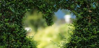 Co zrobić żeby woda w oczku nie była zielona? Co zrobić żeby woda w oczku nie była zielona?