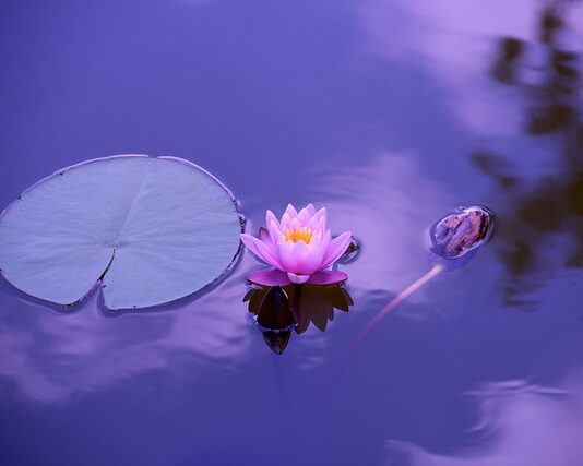 Czym różni się staw od oczka wodnego? Czym różni się staw od oczka wodnego?