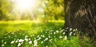 Co zrobić żeby trawa nie przerastała?