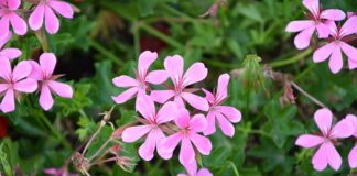 Co odstrasza złodziei?