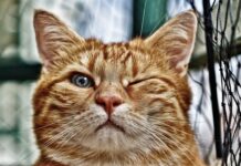 Gdzie zrobić oczko wodne w ogrodzie?