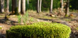 Jak samemu zregenerować lampy? Jak samemu zregenerować lampy?