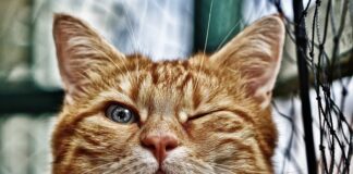 Jak zrobić oczko wodne bez folii? Jak zrobić oczko wodne bez folii?