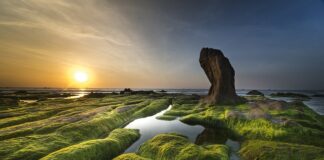 Jaka ryba na glony w stawie? Jaka ryba na glony w stawie?