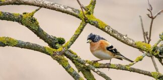 Jaką literą piszemy Finka?