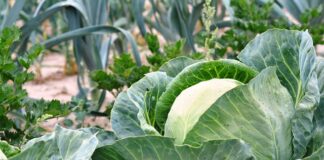 Jak ogrodzić grządki?