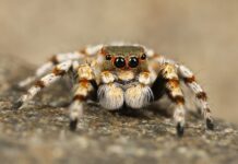 Czy odstraszacze ultradźwiękowe działają na pająki?