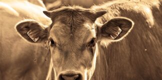 Dlaczego mam tyle much w domu?