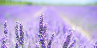Dlaczego lawenda odstrasza?