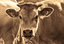 Jakich roślin nie lubią muchy i komary?