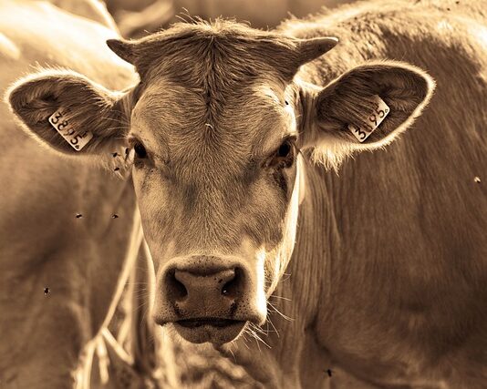 Jakich roślin nie lubią muchy i komary?