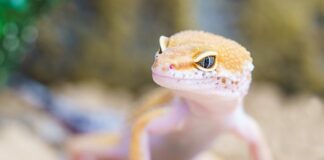 Jak rozpoznać robaka ze zdjęcia?