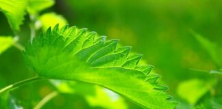 Czy pokrzywa odstrasza owady?