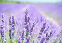 Czy zapach lawendy odstrasza muchy?
