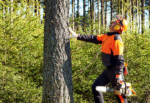 Wycinka drzew na małej działce