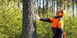 Wycinka drzew na małej działce