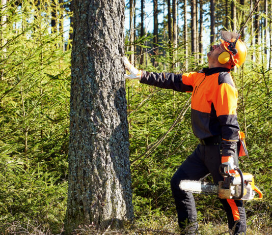 Wycinka drzew na małej działce