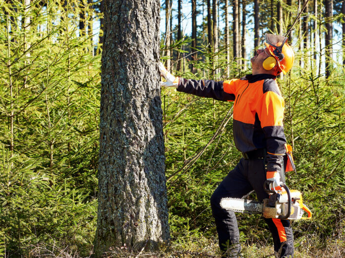 Wycinka drzew na małej działce